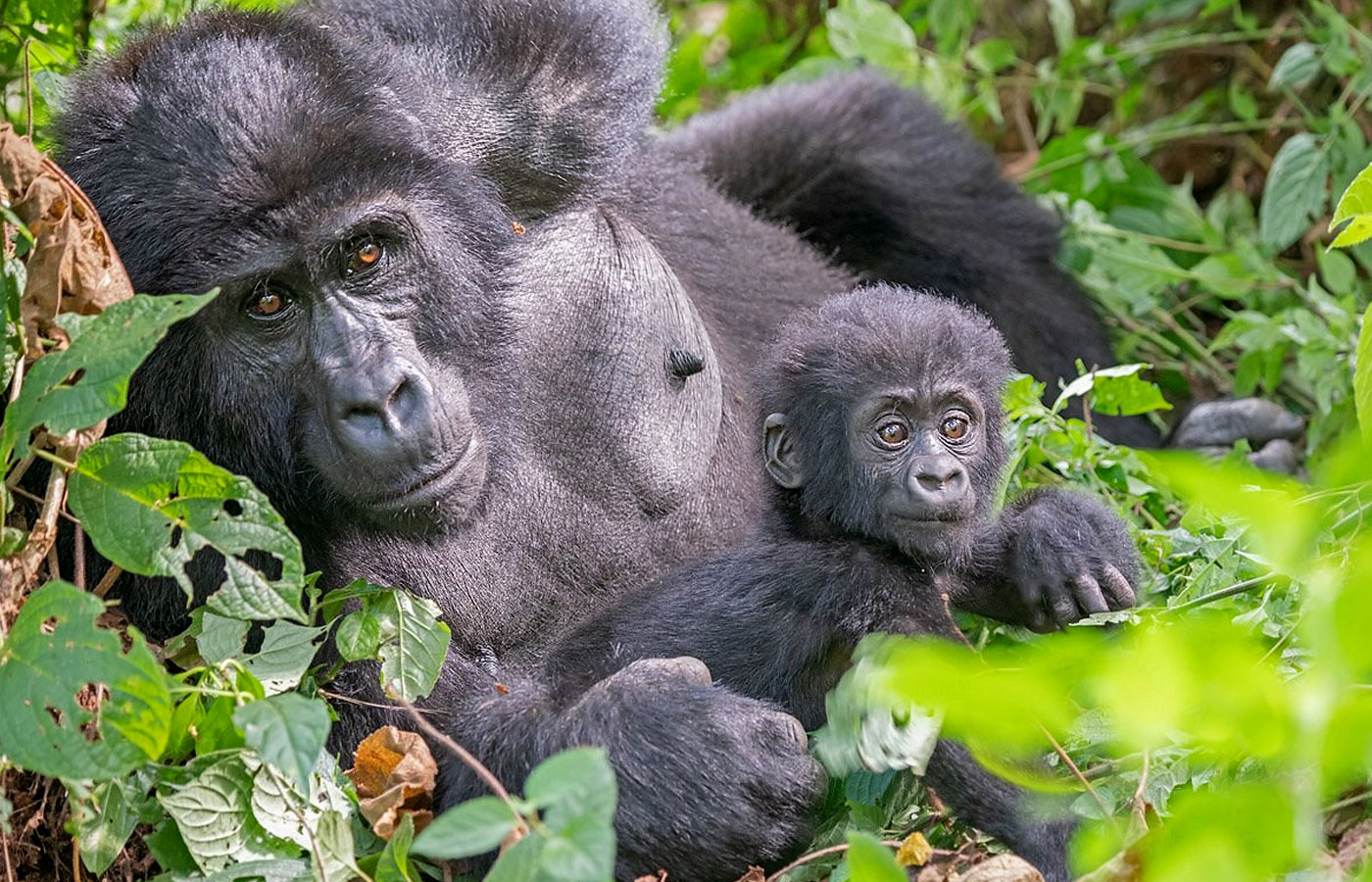 gorilla-trekking-safari-tours-in-africa gorilla-trekking-safari-tours-in-africa