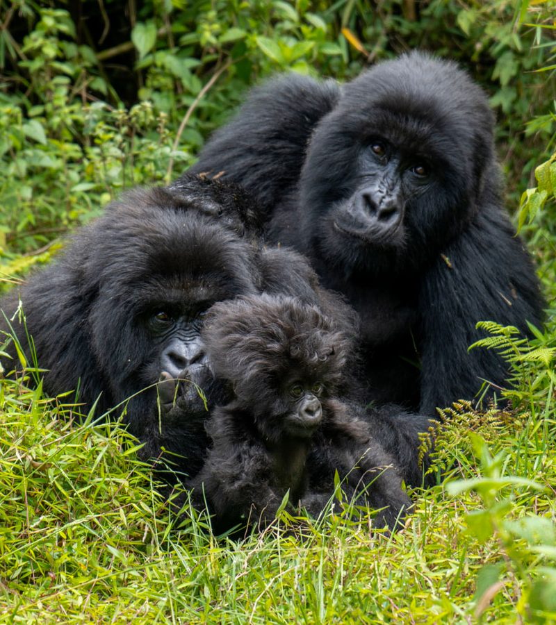 3-days-rwanda-gorilla-trekking-tour