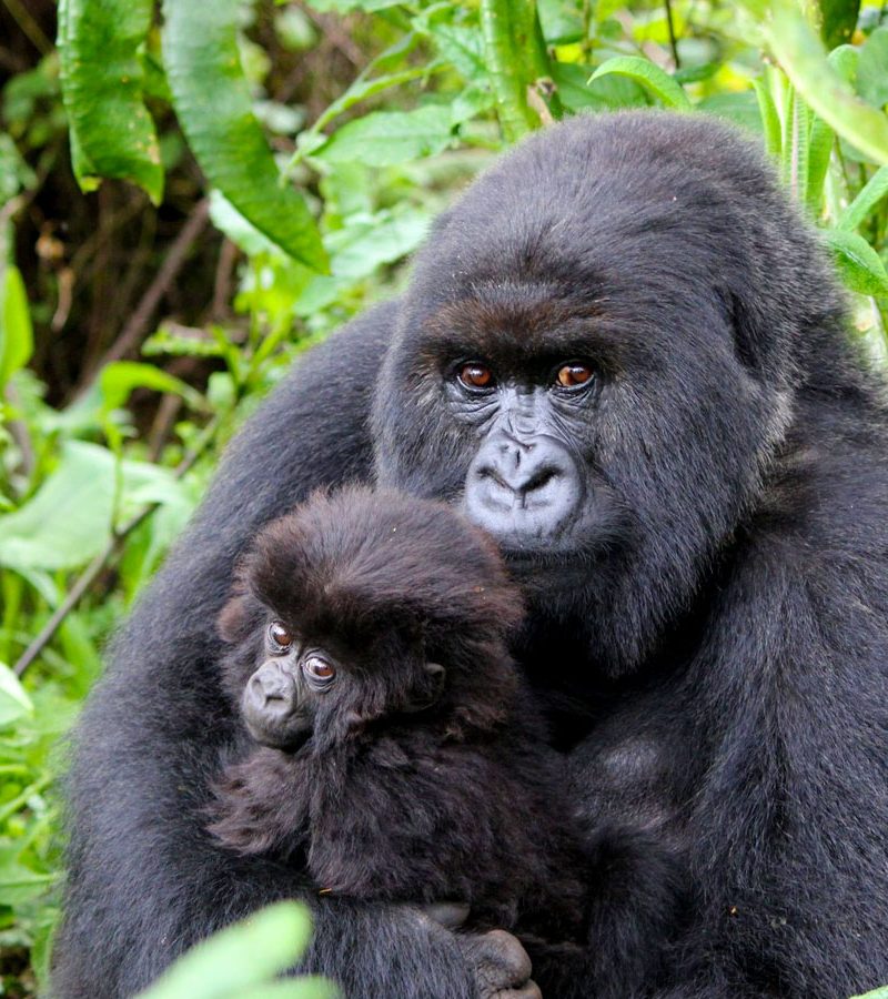 4-days-rwanda-gorilla-trekking-golden-monkeys-tour