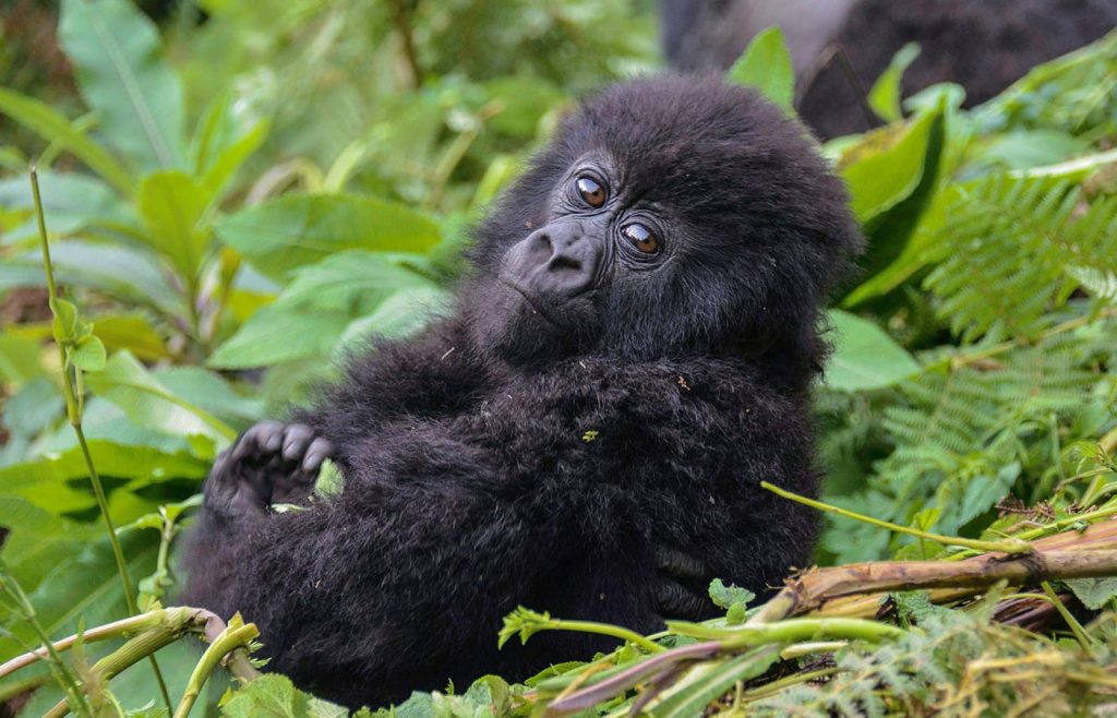 mountain-gorillas-in-Bwindi-Impenetrable-National-Park