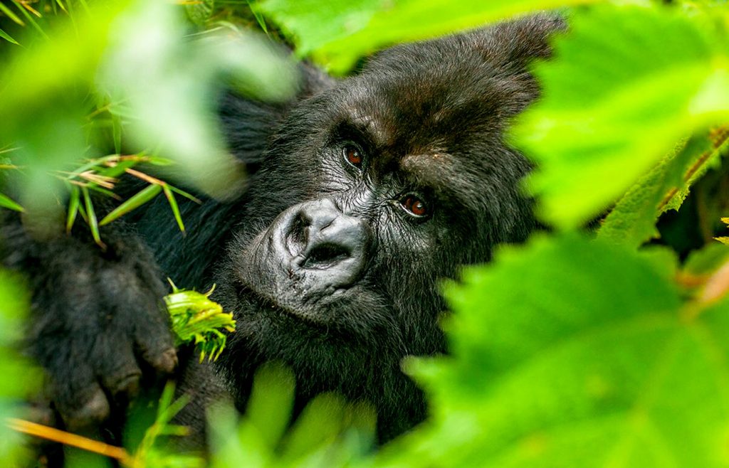 rwanda-gorilla-trekking-permits-booking-gorilla-permits-in-rwanda