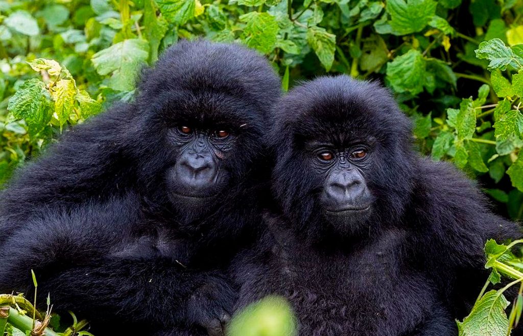 uganda-gorilla-trekking-permits-booking-gorilla-permits-in-uganda